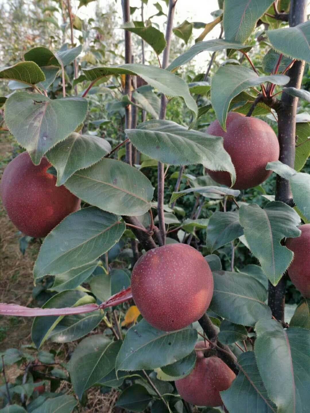 红皮梨适应温度是多少鄂州