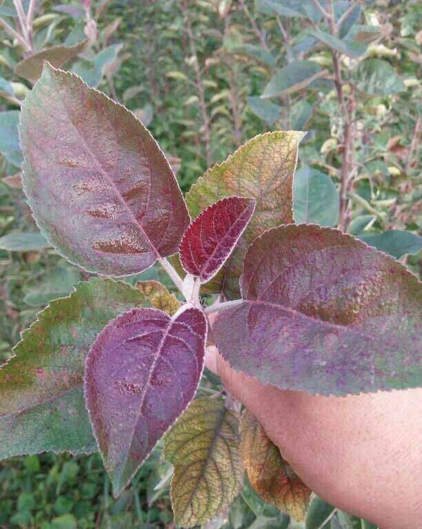 红肉苹果适应海拔是多少芜湖