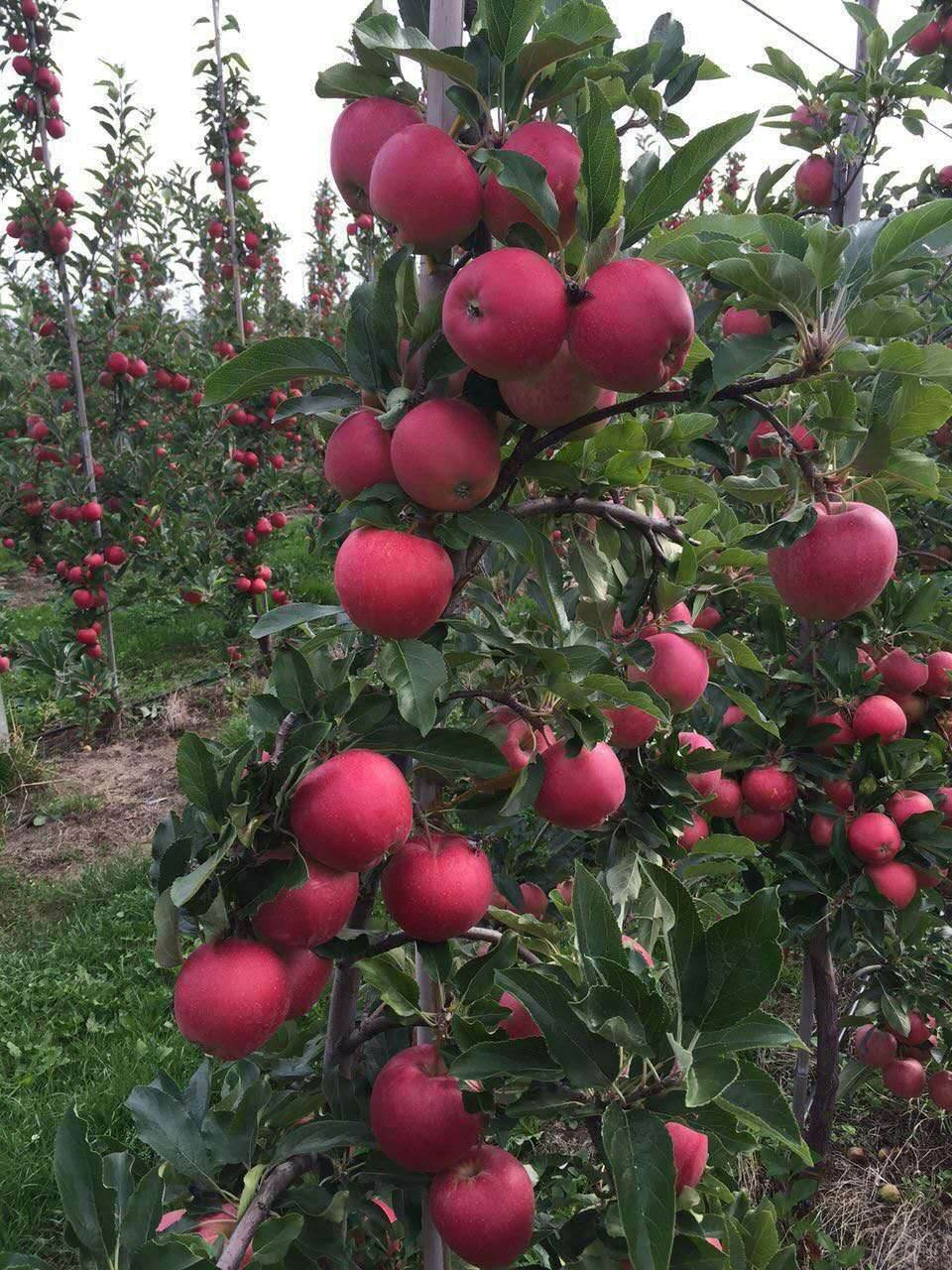红肉苹果的种植季节山南地区