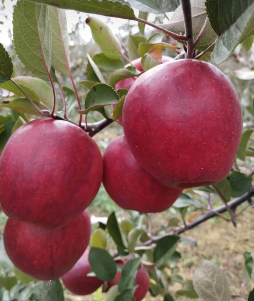 红肉苹果种植介绍双鸭山