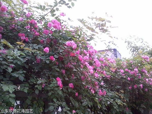 供应绿化苗木大花蔷薇,粉团蔷薇,山东货源