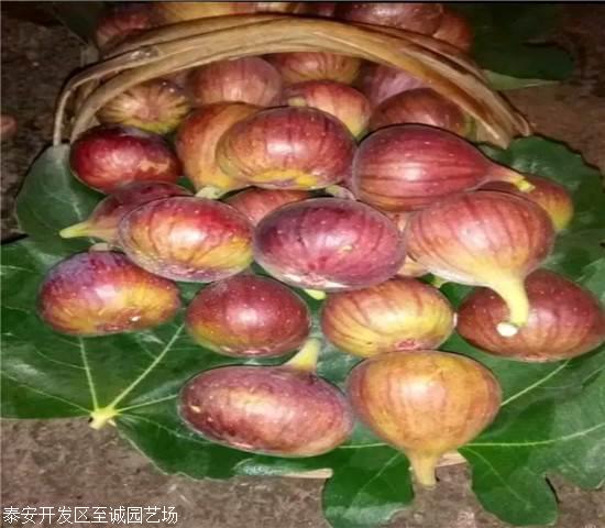 无花果苗、斯特拉无花果树苗价格多少
