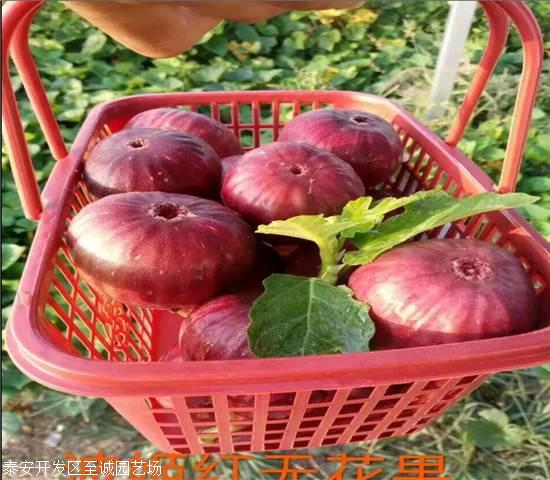 无花果苗、斯特拉无花果树苗价格多少