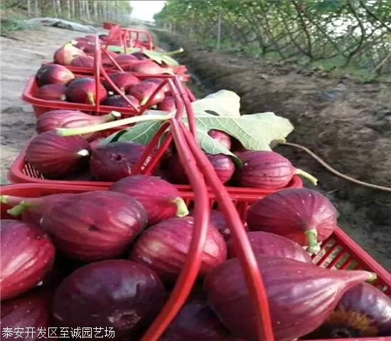 无花果苗、斯特拉无花果树苗价格多少