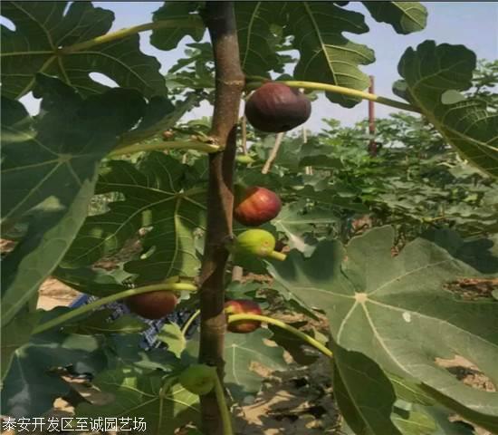 无花果苗、斯特拉无花果树苗价格多少