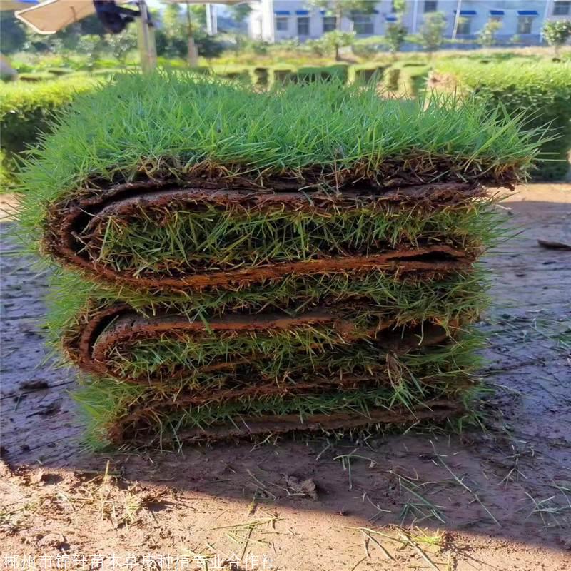 江西台湾草坪 草皮绿化厂家价格、送货上门、效率高