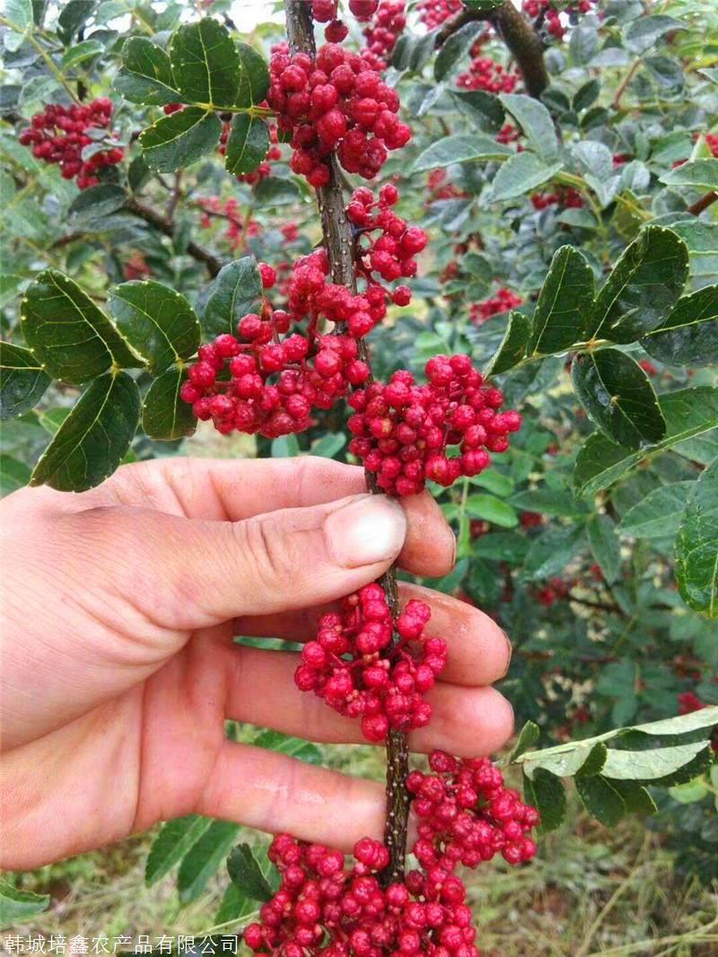 韩城大红袍花椒树苗苗批发 培鑫花椒苗圃基地