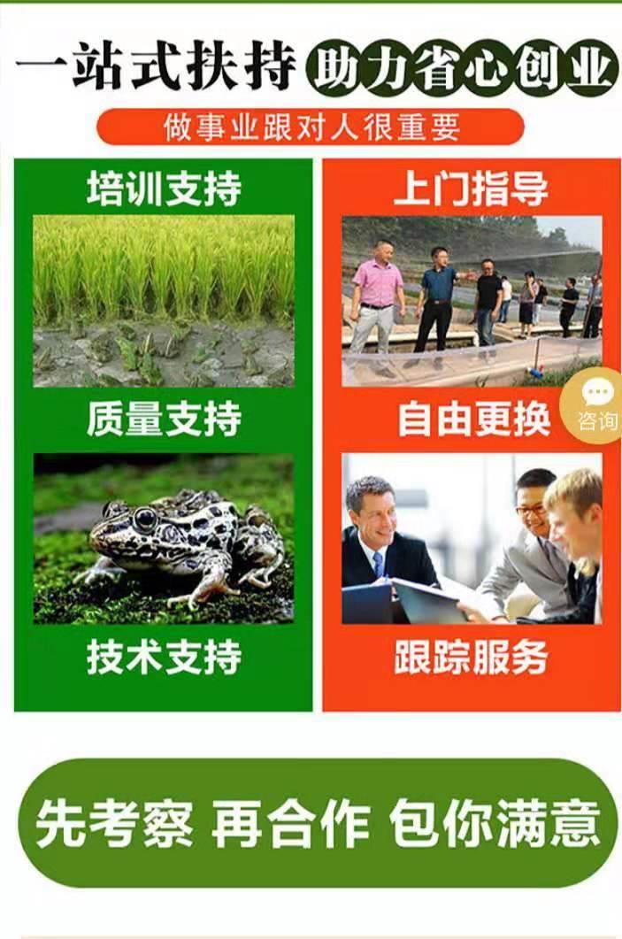 黑斑蛙种苗培育养殖技术