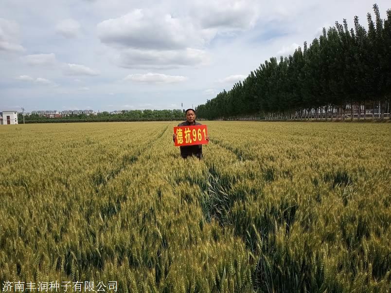 德抗961 高产稳产抗盐碱小麦品种