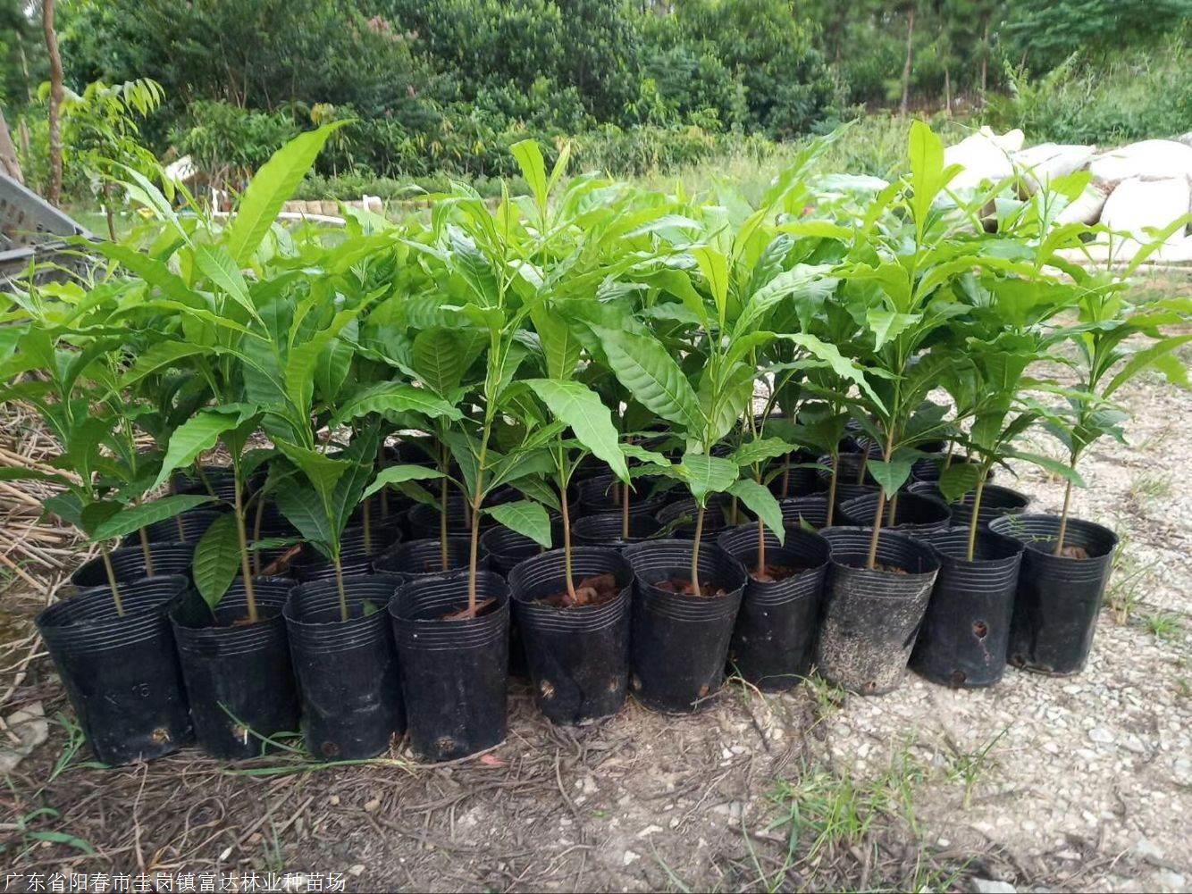 供应黄晶果树苗,黄晶果树苗种植基地