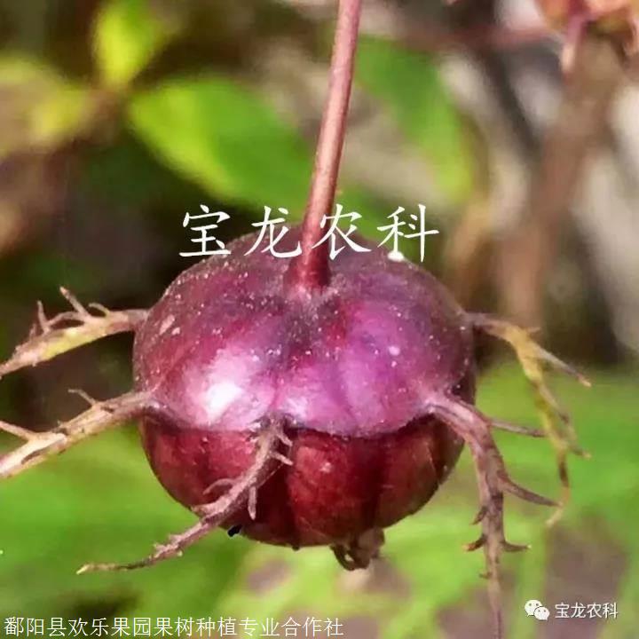 2019新上市的奇珍异果-蜘蛛果