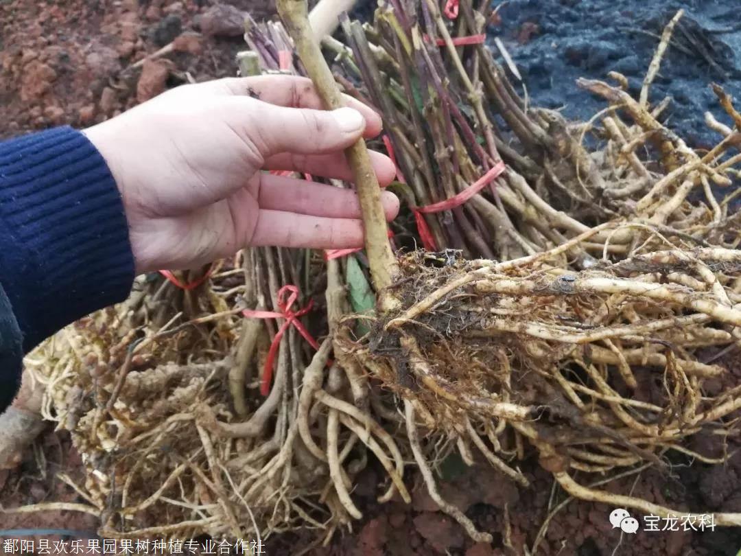 红果参栽培方法简单,管理方便,当年种植当年挂果!每亩地种植.