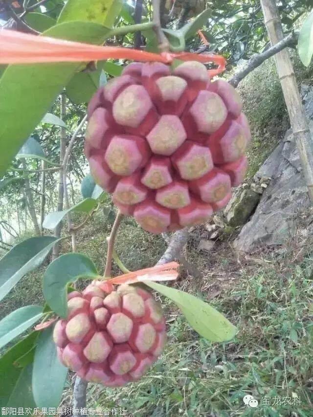 2019布福娜种植技术要求 如何搭架