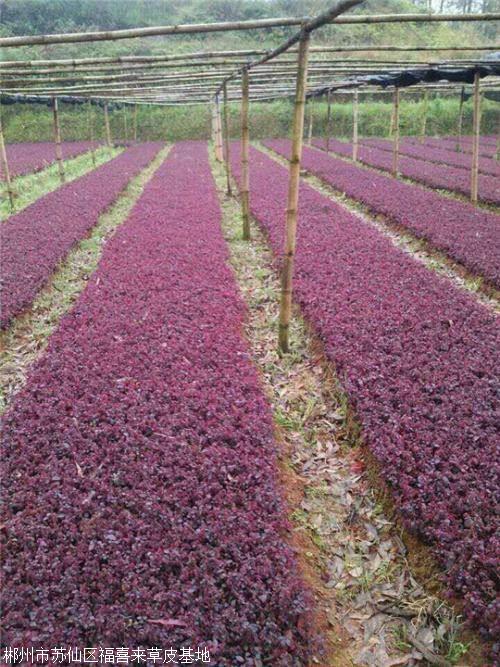 湖北黄石红花继木楼盘工程套袋苗种植基地