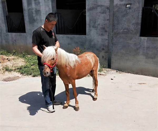 湖南省矮马品种矮脚马的价钱