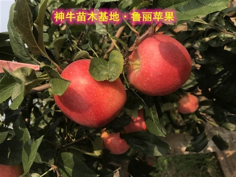 首页 农业 绿化苗木 果树 山东鲁丽苹果苗种植管理  [ 更新日期:2019