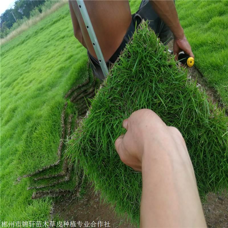 广东茂名草皮 马尼拉草籽绿化施工现场 草坪卷养护