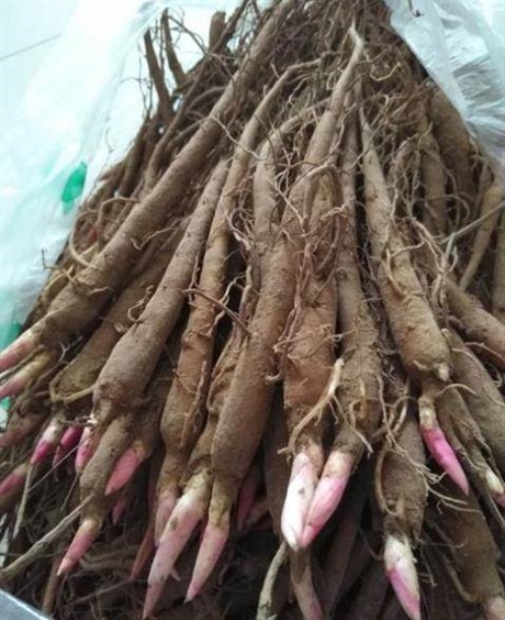 芍药苗芍药苗基地批发价格多少钱