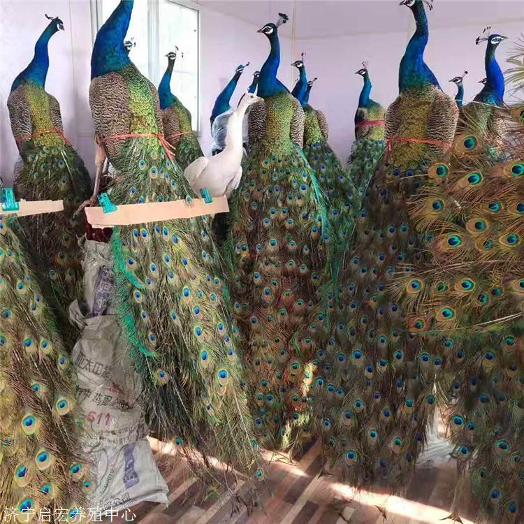 现在什么地方有卖孔雀标本的一架孔雀标本多少钱