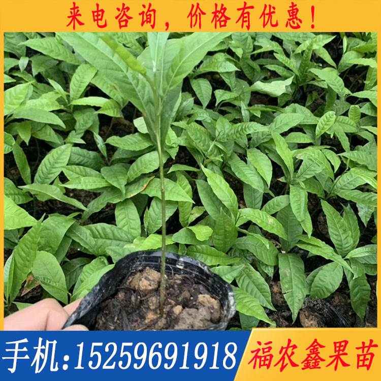 黄晶果苗 黄金果苗 黄晶果种子苗 黄金果种子苗 黄金果种子
