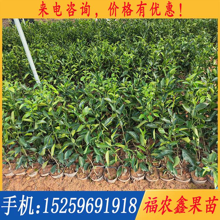 明日见柑橘苗价格 明日见柑橘苗报价 阿思蜜柑橘苗 阿斯蜜柑橘苗