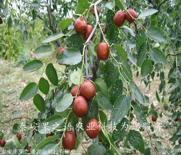 枣树苗基地 贵妃枣树苗 贵妃枣树苗品种有哪些
