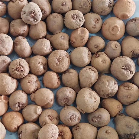 今年魔芋种子多少钱一斤  魔芋种子多少钱一斤 2019年魔芋种子价格 魔芋种子厂家热线