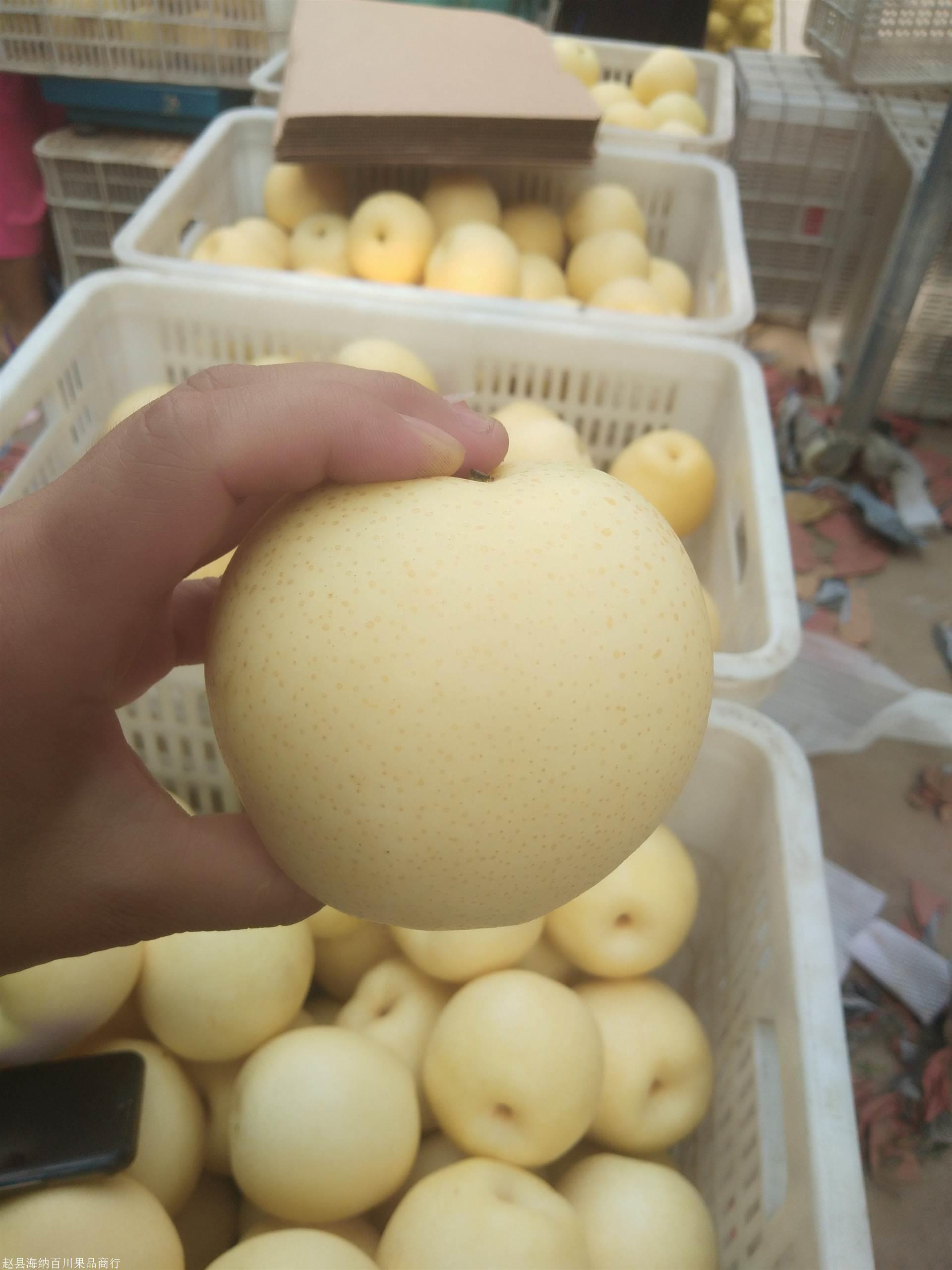 皇冠梨产地在哪皇冠梨产地价格