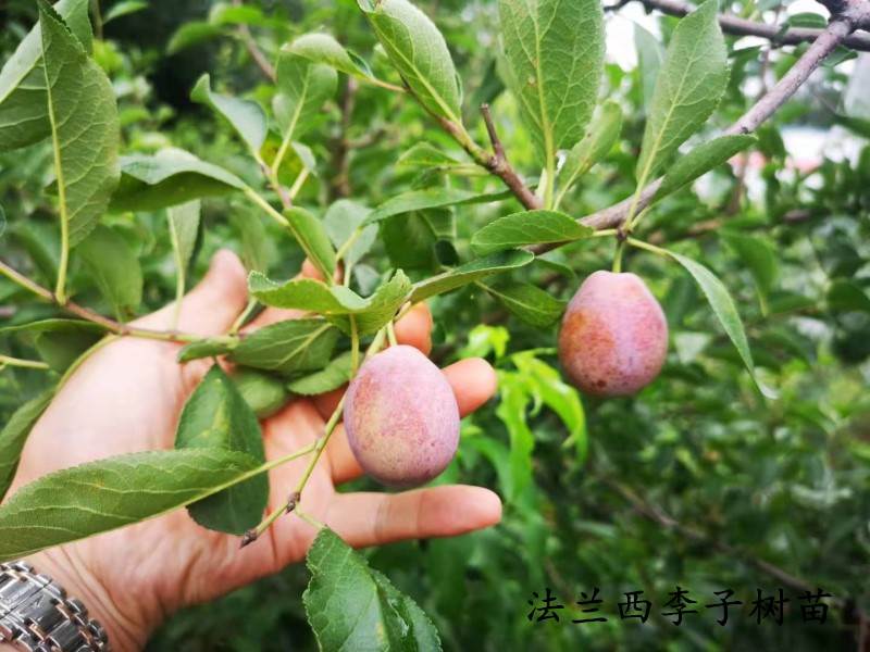 红喜梅李子苗成活率 嫁接李子树 丰产红喜梅李子苗