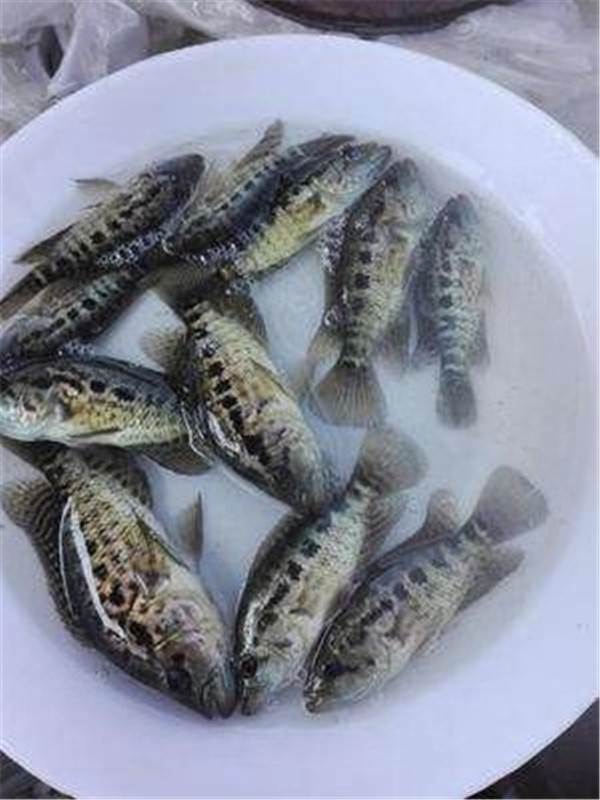 惠州淡水石斑鱼苗,淡水石斑鱼养殖技术