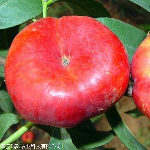 金香妃油蟠桃树苗金香妃油蟠桃树苗报价