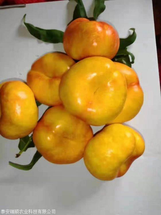 批发中油蟠9号桃苗中油蟠9号桃苗品种特性