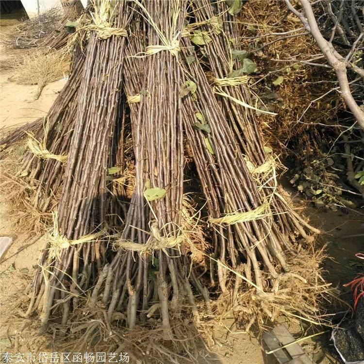 嫁接苹果多用海棠或山定子做砧木,繁殖的苹果树树体高大,因此把海棠