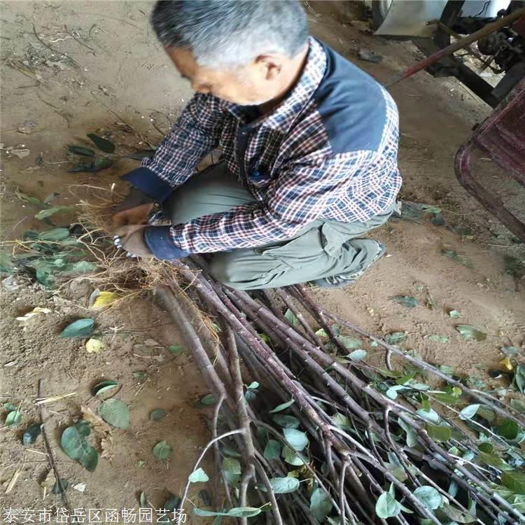 嫁接苹果多用海棠或山定子做砧木,繁殖的苹果树树体高大,因此把海棠