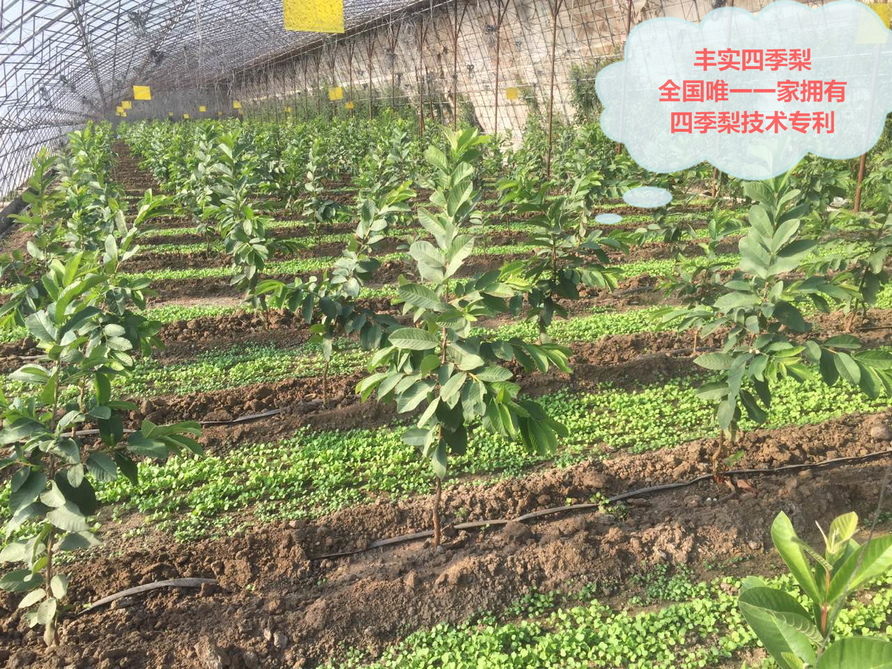 四季水果四季梨苗寿光丰实供应