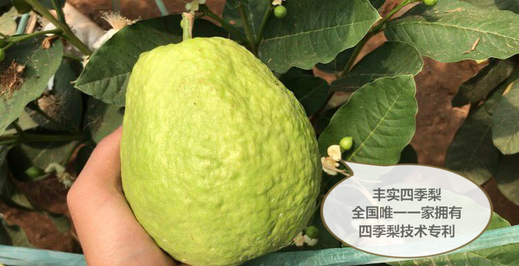 新品种四季梨,四季开花结果,产量高