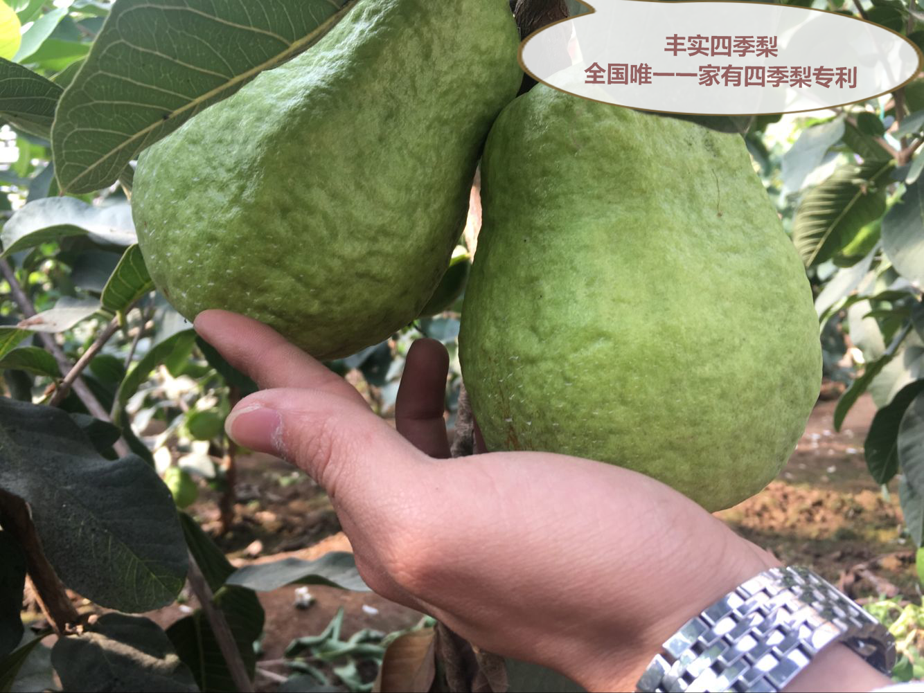 四季水果四季梨苗寿光丰实供应