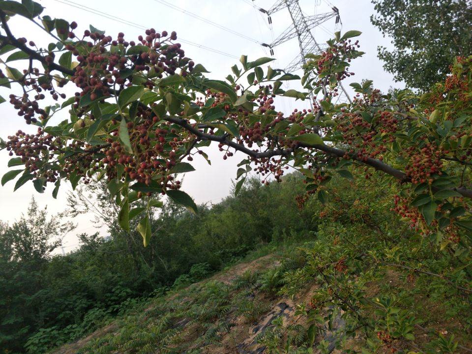 无刺花椒苗直销商 无刺花椒苗基地 无刺花椒苗批发价格