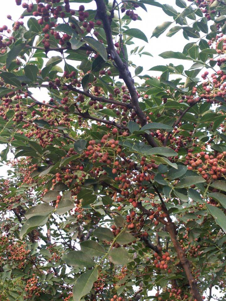 大红袍花椒苗 花椒苗价格 批发花椒苗基地