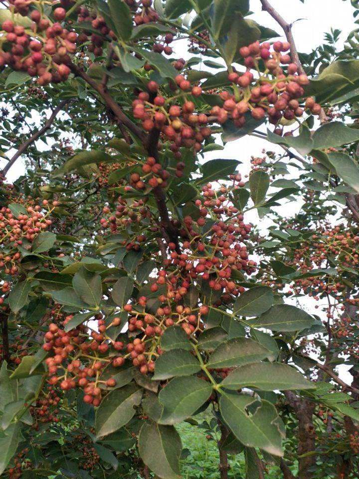 大红泡花椒苗 批发花椒苗 价格苗花椒苗 基地花椒苗