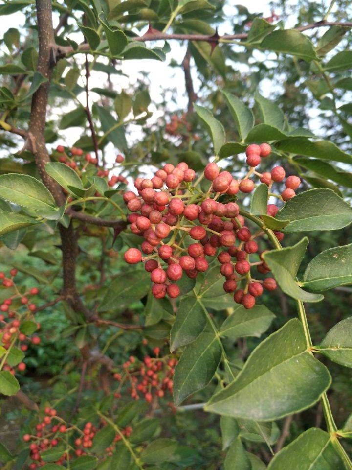 大红袍花椒苗 基地花椒苗 批发花椒苗