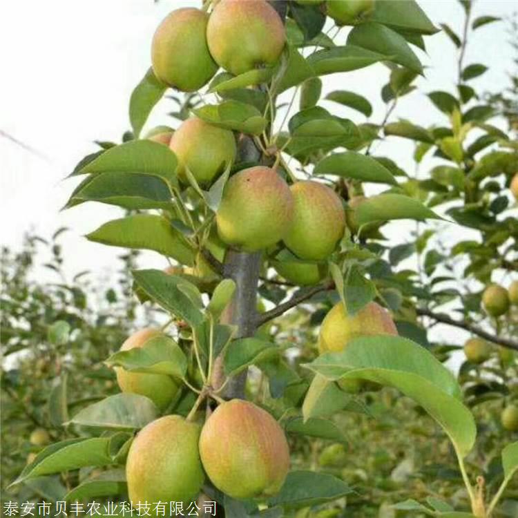 全红梨树苗哪里有卖的 梨树苗批发多少钱