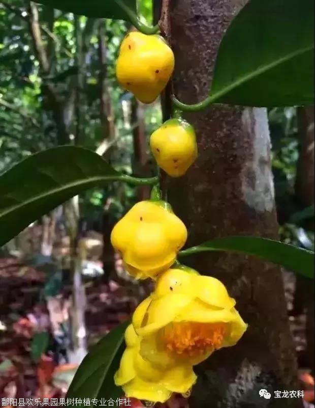 有"植物界大熊猫"之美誉,世界上95%的野生金花茶都生长在防城港,是