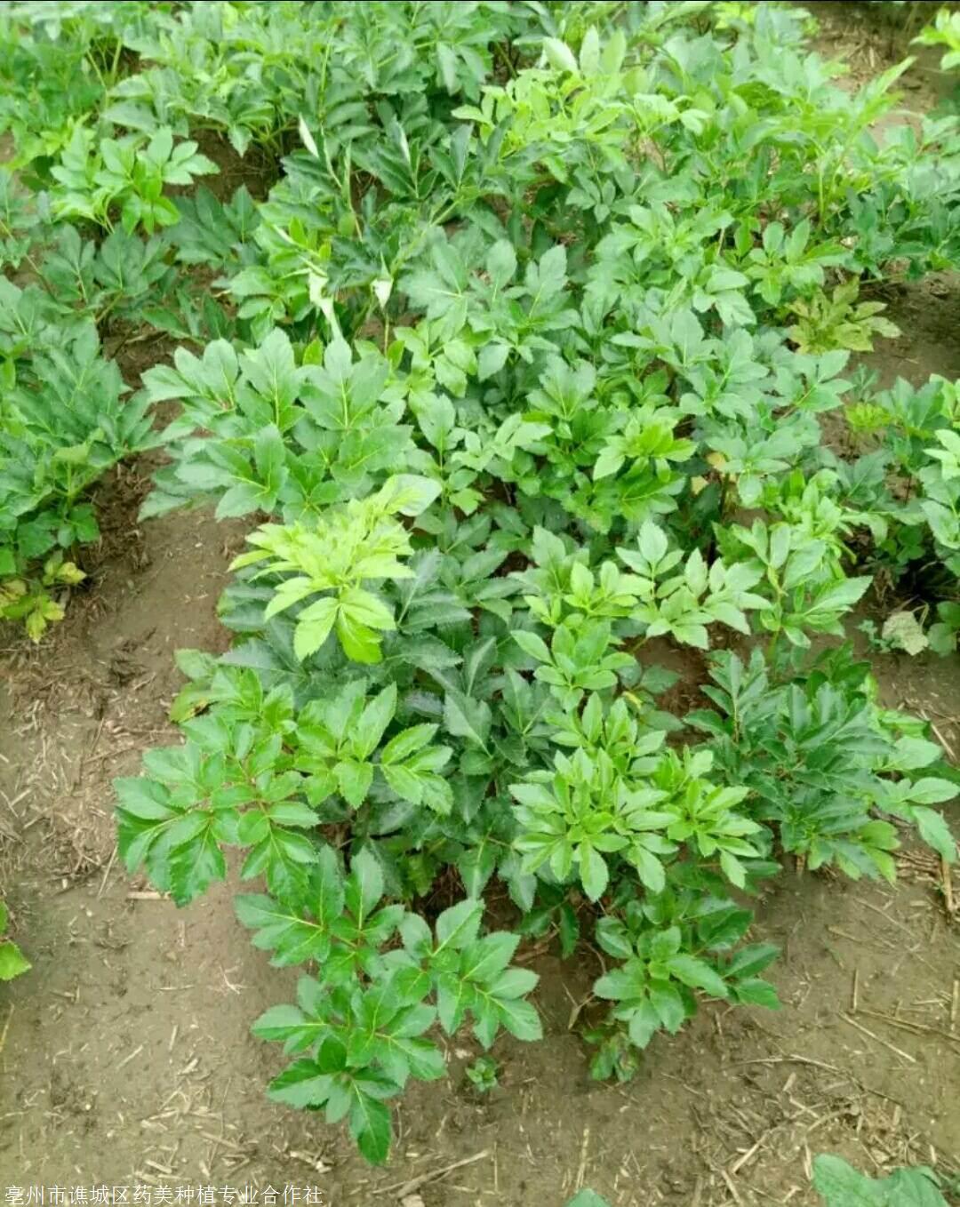 白芷种子批发地址川白芷种子价格