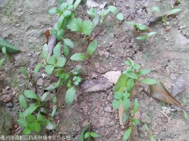 大量收购白芷种子白芷种子撒播方法