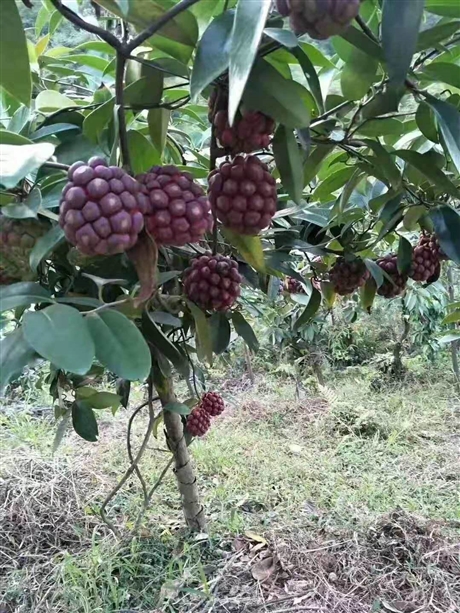 布福娜苗批发,布福娜水果多少钱