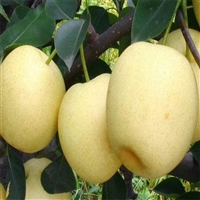 3公分梨树苗几月份成熟 梨树苗哪个品种产量高