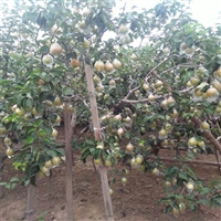 梨树苗亩栽植多少棵梨树苗哪个品种产量高
