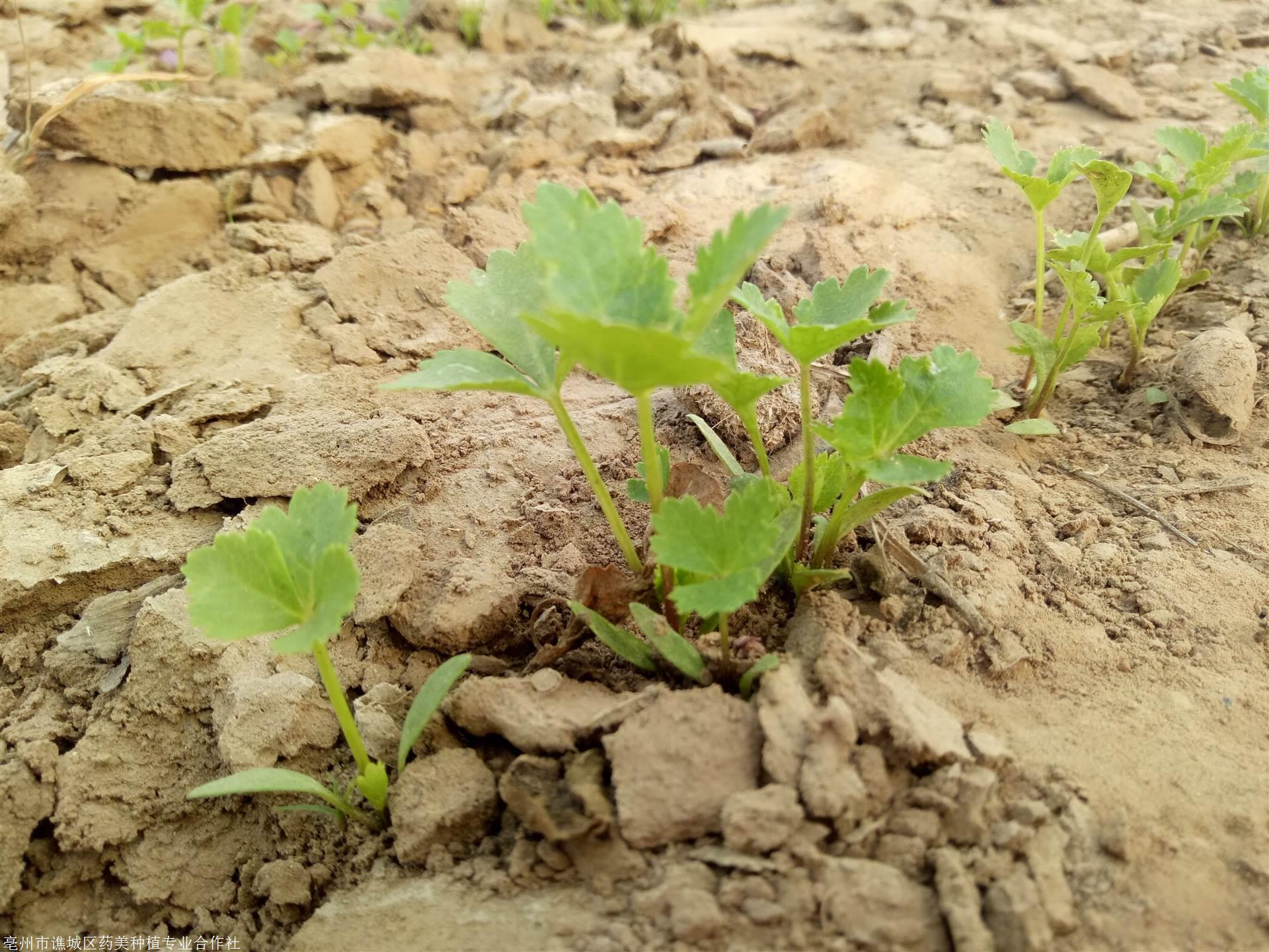 白芷种子多少钱棵大量收购鲜白芷