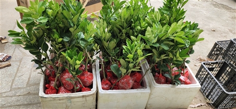 泰国红宝石青柚苗多少钱一斤